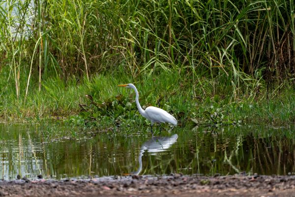 Vista de la Laguna de Yuriria, Humedal Sitio RAMSAR ideal para ecoturismo